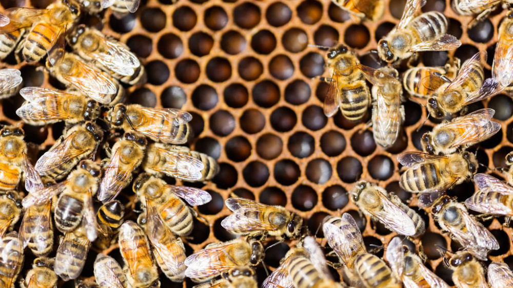 大蜂場怎么組織蜂王交尾(如何組建交尾群) 大蜂場怎么組織蜂王交尾(如何組建交尾群)