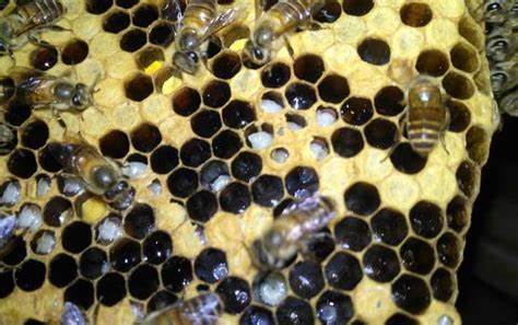 蜂箱外好多白色的蜂蛹什么情況 蜂箱外好多白色的蜂蛹什么情況