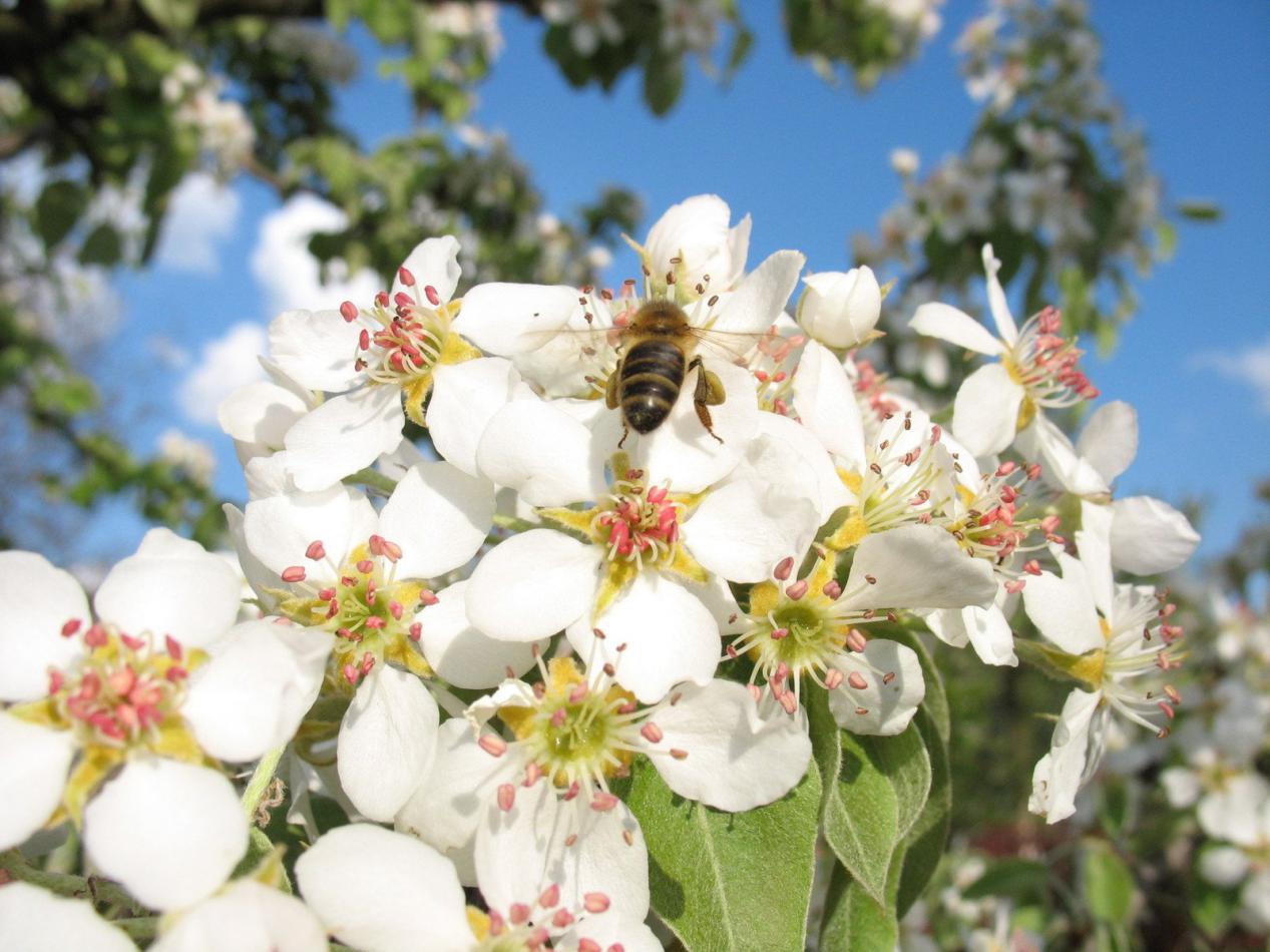 蜜蜂養殖過程中的粉源植物有哪些(這些常見的春繁粉源) 蜜蜂養殖過程中的粉源植物有哪些(這些常見的春繁粉源)