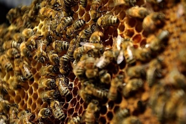 2022年蜜蜂養(yǎng)殖什么品種好(2022年養(yǎng)蜂蜂種選擇) 2022年蜜蜂養(yǎng)殖什么品種好(2022年養(yǎng)蜂蜂種選擇)