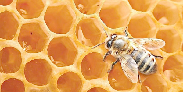 蛋群蜜蜂養殖方法和注意事項(“蛋群”只能土養,不能活框) 蛋群蜜蜂養殖方法和注意事項(“蛋群”只能土養,不能活框)