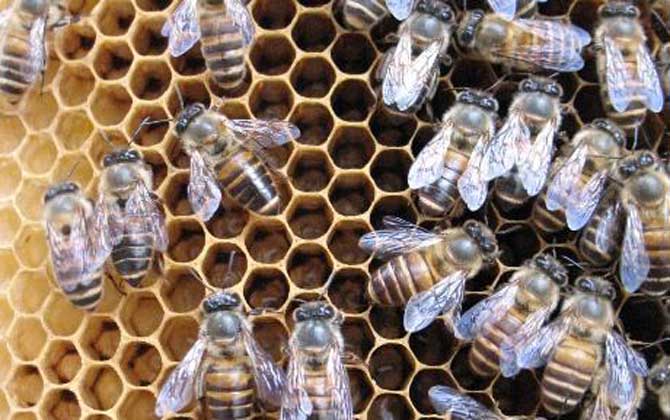 阿壩中蜂有哪些優(yōu)點和缺點(阿壩中蜂的特點) 阿壩中蜂有哪些優(yōu)點和缺點(阿壩中蜂的特點)