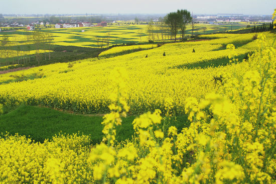 油菜花什么時(shí)候開(kāi)花(油菜花的開(kāi)花流蜜時(shí)間) 油菜花什么時(shí)候開(kāi)花(油菜花的開(kāi)花流蜜時(shí)間)