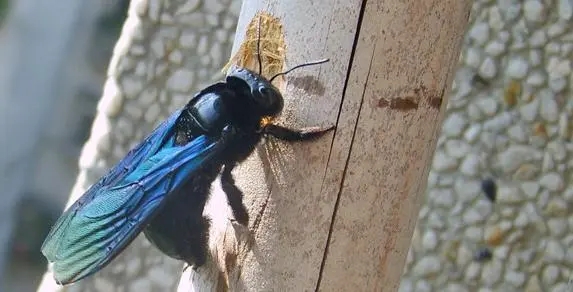 在竹子里的黑色蜜蜂是什么蜂 在竹子里的黑色蜜蜂是什么蜂