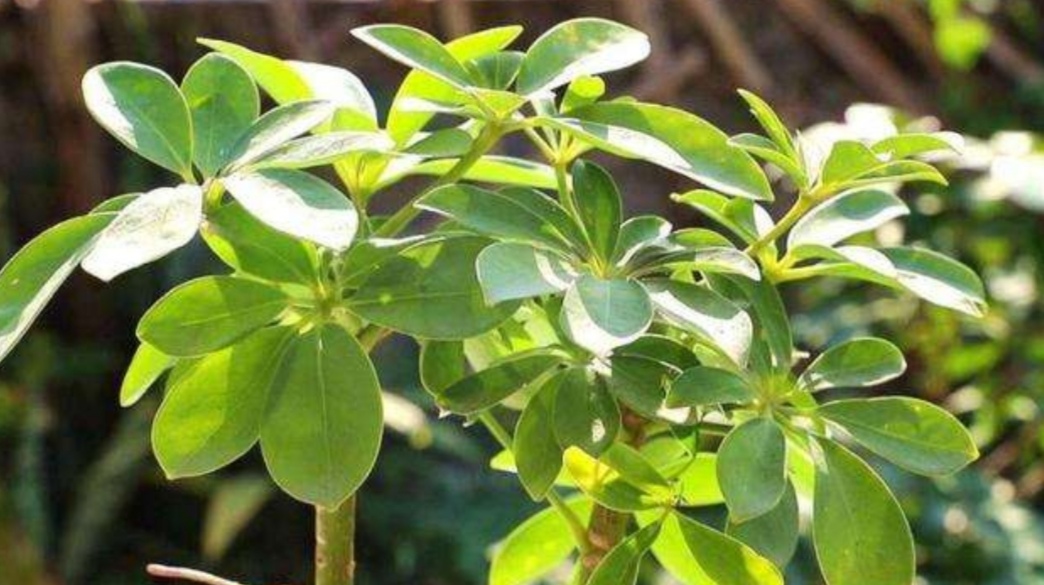 鴨腳木什么時候開花(廣東鴨腳木樹幾月份開花) 鴨腳木什么時候開花(廣東鴨腳木樹幾月份開花)