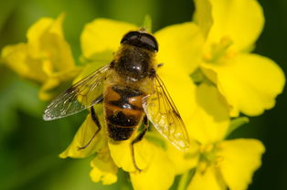 新手養(yǎng)蜜蜂技術(shù)大全(養(yǎng)蜂技術(shù)知識大全) 新手養(yǎng)蜜蜂技術(shù)大全(養(yǎng)蜂技術(shù)知識大全)