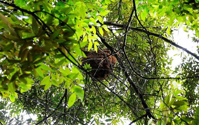 馬蜂窩的藥用價值 馬蜂窩