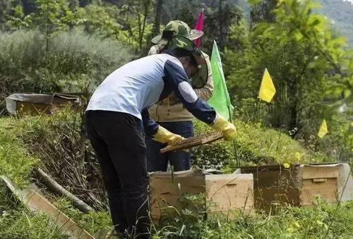 蜜蜂啥時候才可以育王(中蜂王的最佳育王時間) 蜜蜂啥時候才可以育王(中蜂王的最佳育王時間)
