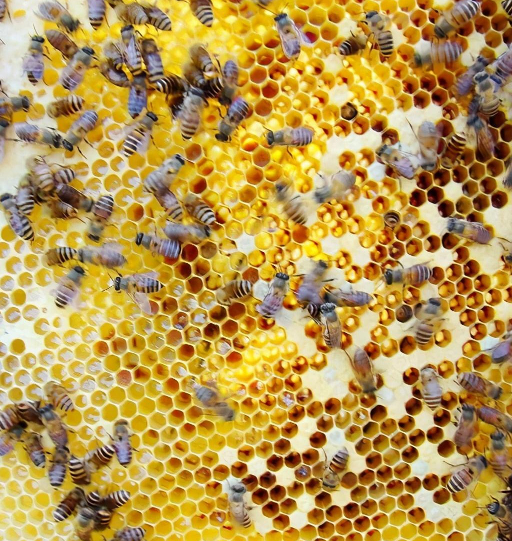 巢蟲什么季節會有(什么季節蟲子多) 巢蟲什么季節會有(什么季節蟲子多)