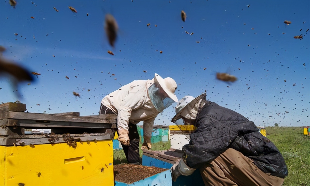 養蜂多久開箱看一次(蜂箱多久開箱檢查一次) 養蜂多久開箱看一次(蜂箱多久開箱檢查一次)