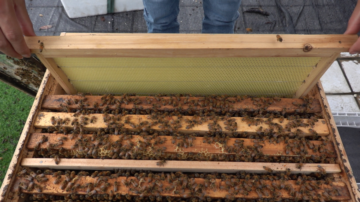 養蜂多久開箱看一次(蜂箱多久開箱檢查一次) 養蜂多久開箱看一次(蜂箱多久開箱檢查一次)