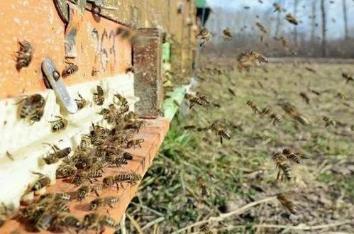 把盜蜂關(guān)閉兩天能合群嗎 把盜蜂關(guān)閉兩天能合群嗎