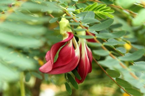 福建輔助蜜源有哪些(福建地區蜜源植物大全) 福建輔助蜜源有哪些(福建地區蜜源植物大全)