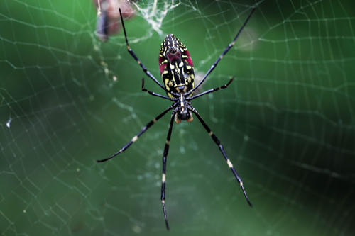 蜜蜂天敵有哪些?如何防范呢? 蜜蜂天敵有哪些