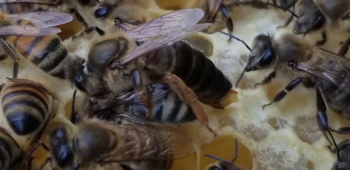 新王交尾是什么意思(判斷蜂王交尾成功的方法) 新王交尾是什么意思(判斷蜂王交尾成功的方法)