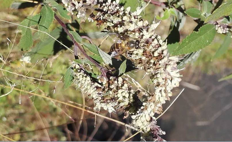 鄉下野外主要蜜源植物有哪些(5種農村常見的蜜源植物) 鄉下野外主要蜜源植物有哪些(5種農村常見的蜜源植物)