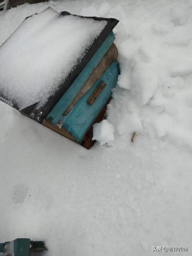 東北蜜蜂越冬技術(shù)(東北蜜蜂中蜂室外越冬管理) 東北黑龍江蜜蜂過冬,為何頻頻受悶熱和熱傷?