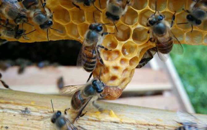 什么是王臺 什么是王臺