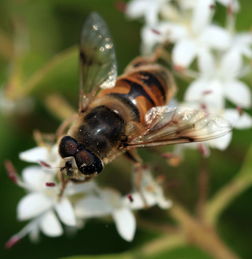 網上買的蜂王一般要關幾天(如何快速介入蜂群) 網上買的蜂王一般要關幾天(如何快速介入蜂群)