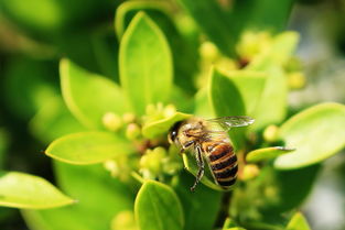養蜂用的對聯(蜜蜂養殖業對聯大全) 養蜂用的對聯(蜜蜂養殖業對聯大全)