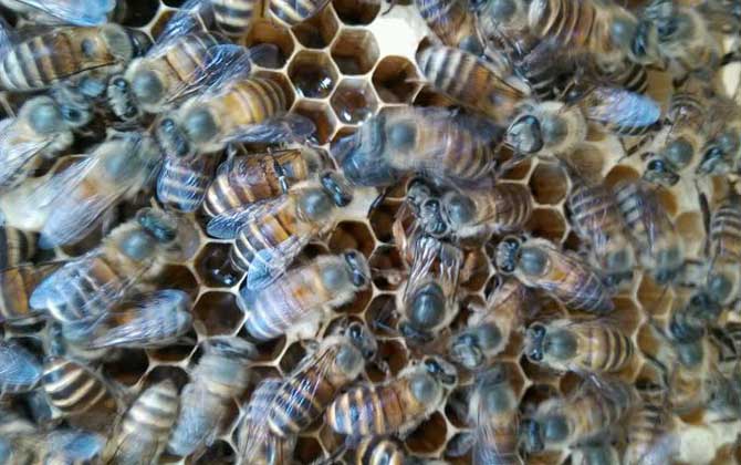 蜜蜂吃花蜜還是花粉(蜜蜂吃花蜜嗎) 蜜蜂吃花蜜還是花粉(蜜蜂吃花蜜嗎)