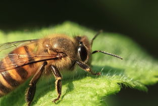 幾只工蜂直接飛進空箱是什么情況(蜜蜂不結(jié)團直接進入空蜂箱,是蜜蜂變懶了嗎) 幾只工蜂直接飛進空箱是什么情況(蜜蜂不結(jié)團直接進入空蜂箱,是蜜蜂變懶了嗎)