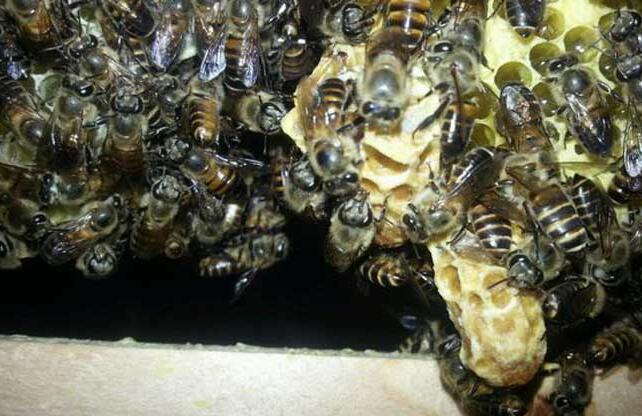 養(yǎng)蜂巢脾的調(diào)整原則(巢脾怎么調(diào)整) 養(yǎng)蜂巢脾的調(diào)整原則(巢脾怎么調(diào)整)