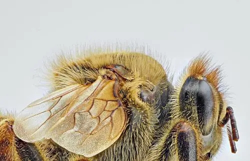 處女王分群后多久能交尾成功 處女王分群后多久能交尾成功