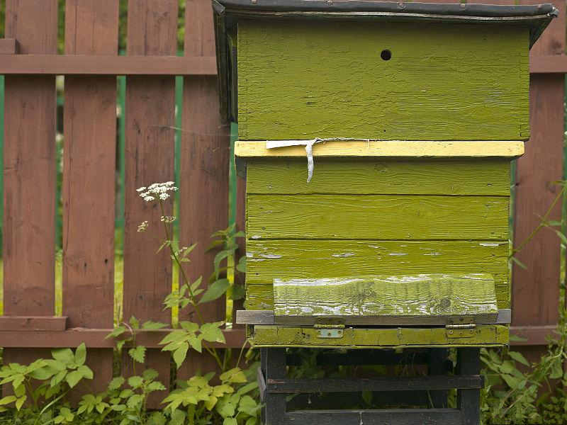 蜜蜂養殖規?；睦斫猓鄯漯B殖規模化的必然趨勢）