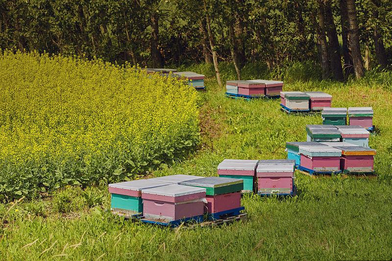 蜜蜂養殖規?；睦斫猓鄯漯B殖規模化的必然趨勢）