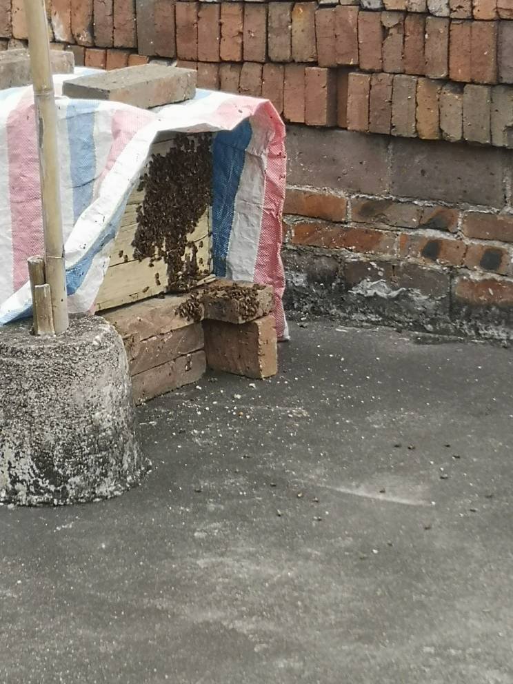 養(yǎng)蜂幾月份開始養(yǎng)(養(yǎng)蜂什么時候最適宜) 養(yǎng)蜂幾月份開始養(yǎng)(養(yǎng)蜂什么時候最適宜)