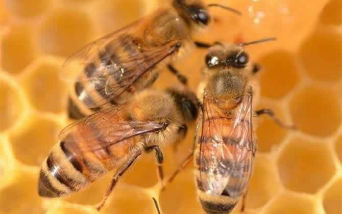 工蜂產的卵怎么處理 工蜂產卵
