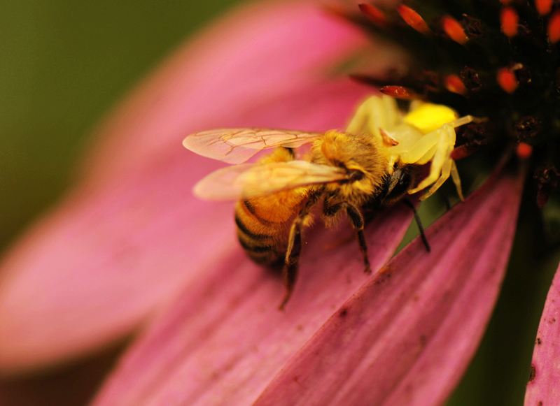 新收的蜜蜂要關(guān)幾天 新收的蜜蜂要關(guān)幾天
