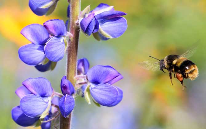 偵查蜂一次會有多少只? 偵查蜂