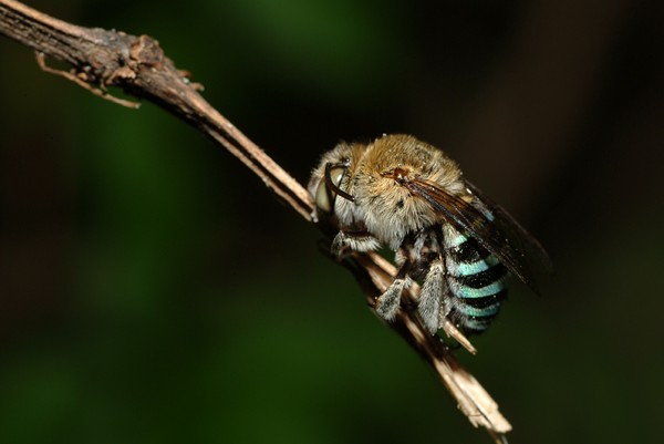 中蜂蜂箱全套什么價(中蜂箱全套30一40元價格如何) 中蜂蜂箱全套什么價(中蜂箱全套30一40元價格如何)