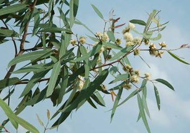 木本蜜源植物有哪些（常見的6種林木蜜源植物）