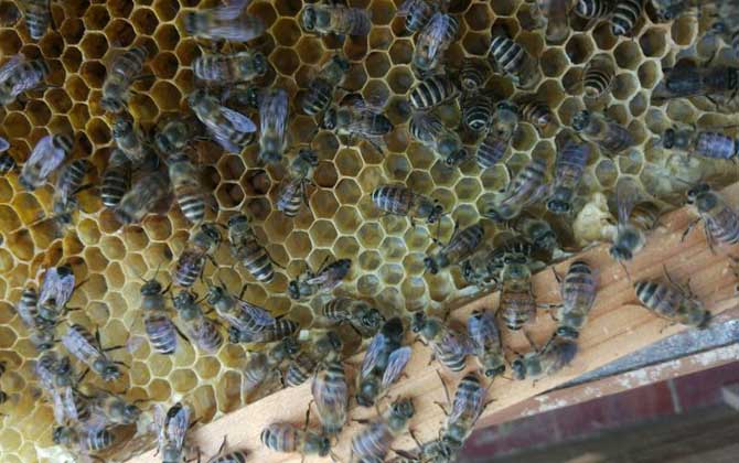 蜜蜂春繁加脾有規律么(蜜蜂春繁加脾規律有哪些) 蜜蜂春繁加脾有規律么(蜜蜂春繁加脾規律有哪些)