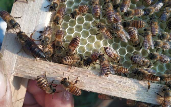 蜜蜂春繁加脾有規律么(蜜蜂春繁加脾規律有哪些) 蜜蜂春繁加脾有規律么(蜜蜂春繁加脾規律有哪些)