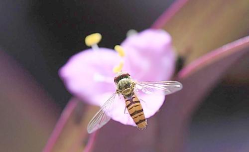 適合養(yǎng)高加索蜂的環(huán)境(高山灰色高加索蜜蜂品種) 適合養(yǎng)高加索蜂的環(huán)境(高山灰色高加索蜜蜂品種)