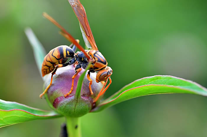 【蜜蜂知識】馬蜂怎么筑巢? 馬蜂怎么筑巢?