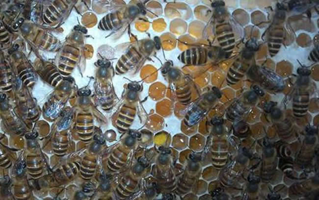 【蜜蜂知識】什么是蜜蜂巢蟲? 什么是蜜蜂巢蟲?