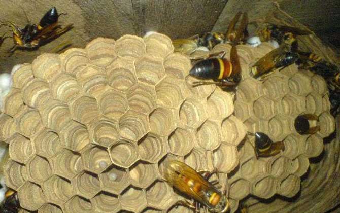 黑尾胡蜂毒性大嗎(黑尾胡蜂蟄了的后果和處理辦法) 黑尾胡蜂毒性大嗎(黑尾胡蜂蟄了的后果和處理辦法)