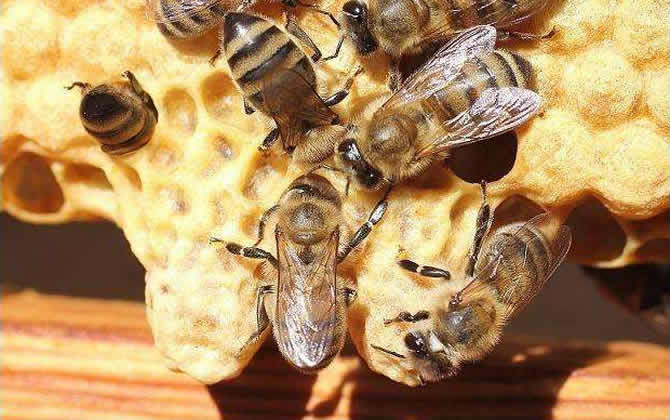 蜂群怎樣介入王臺易接受? 怎樣介入王臺