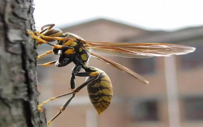 馬蜂(胡蜂)可不可以采蜜和釀蜜?(馬蜂和蜜蜂有什么不同) 馬蜂(胡蜂)可不可以采蜜和釀蜜?(馬蜂和蜜蜂有什么不同)