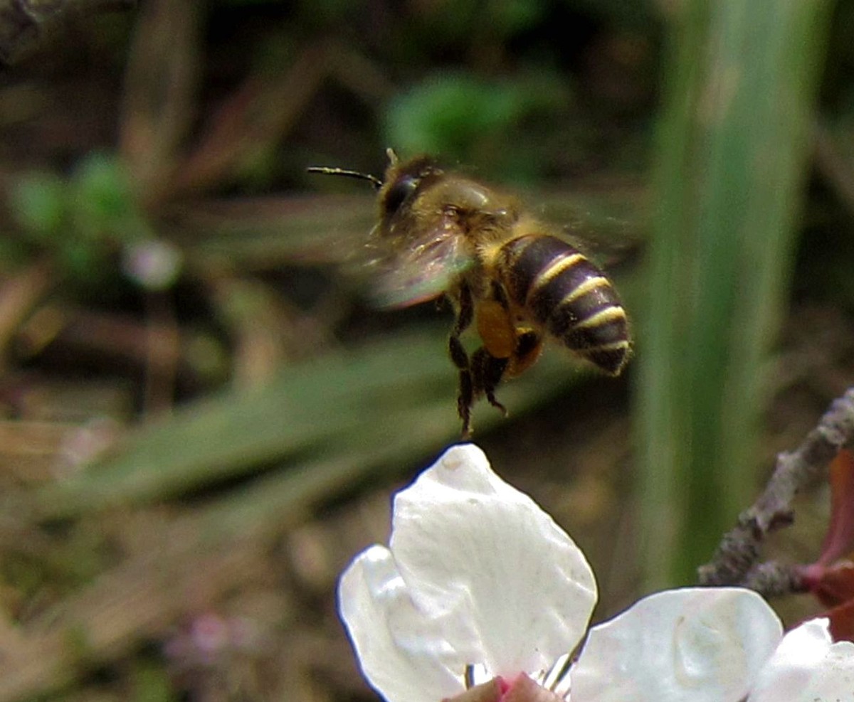 西蜂和中蜂有什么區別(東方蜜蜂和西方蜜蜂的區別和不同) 西蜂和中蜂有什么區別(東方蜜蜂和西方蜜蜂的區別和不同)
