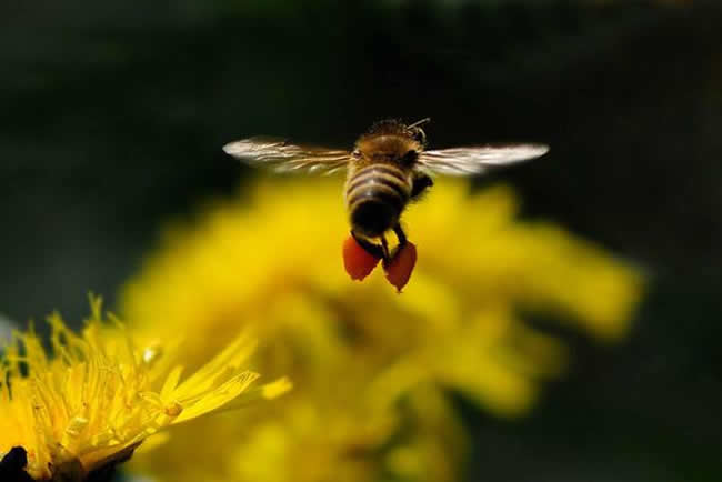 【蜜蜂知識】蜂王不產(chǎn)卵的原因 蜂王不產(chǎn)卵的原因