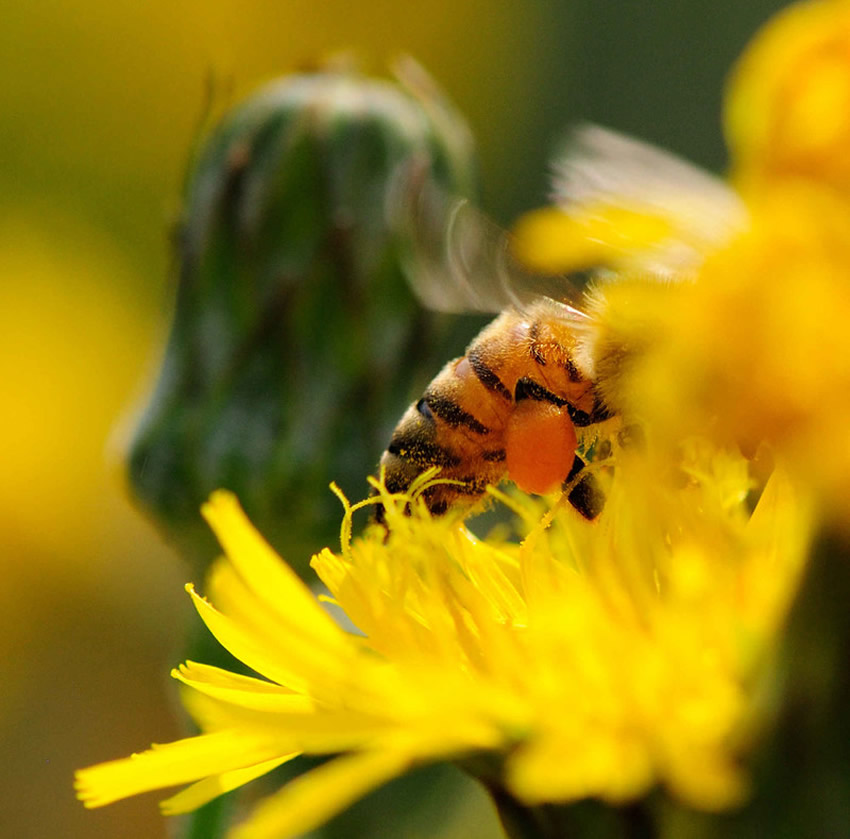 【蜜蜂知識】蜂王不產(chǎn)卵的原因 蜂王不產(chǎn)卵的原因