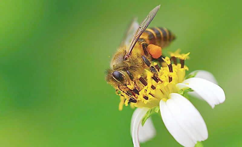 【蜜蜂知識】蜂王不產(chǎn)卵的原因 蜂王不產(chǎn)卵的原因