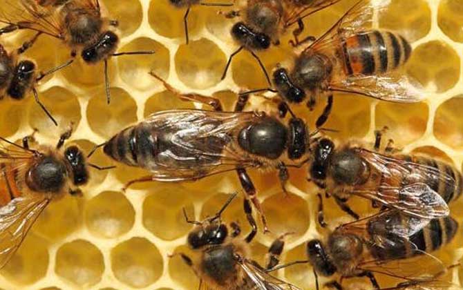 中華蜜蜂品種及養(yǎng)殖方法(如何養(yǎng)好中蜂) 中華蜜蜂品種及養(yǎng)殖方法(如何養(yǎng)好中蜂)