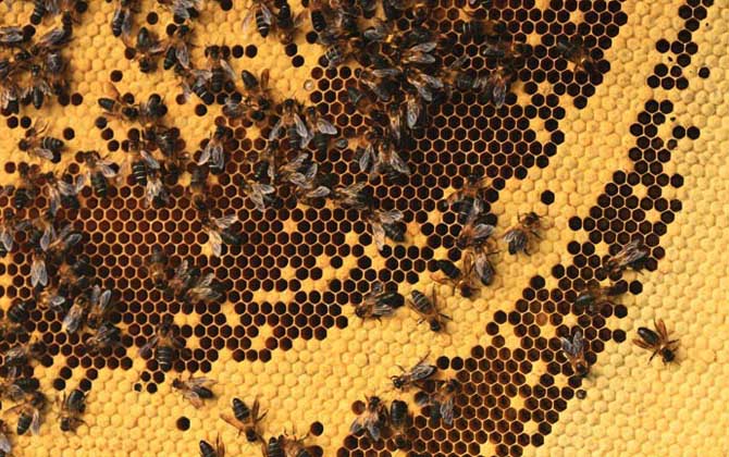 中華蜜蜂品種及養(yǎng)殖方法(如何養(yǎng)好中蜂) 中華蜜蜂品種及養(yǎng)殖方法(如何養(yǎng)好中蜂)